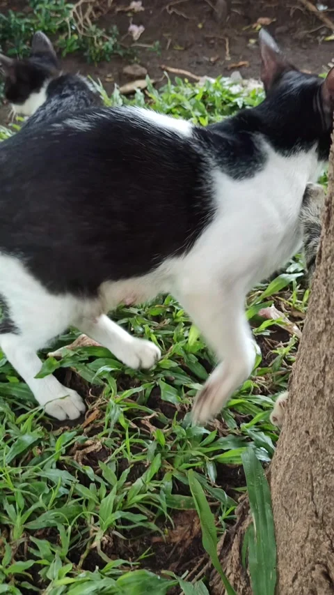 Cute cat Stock Footage 297138361