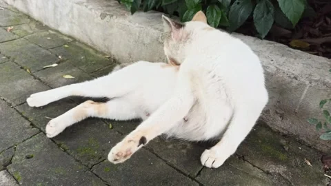 Cute cat Stock-Footage 297138547