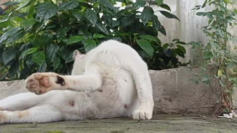 Cute cat Video stock 297138554