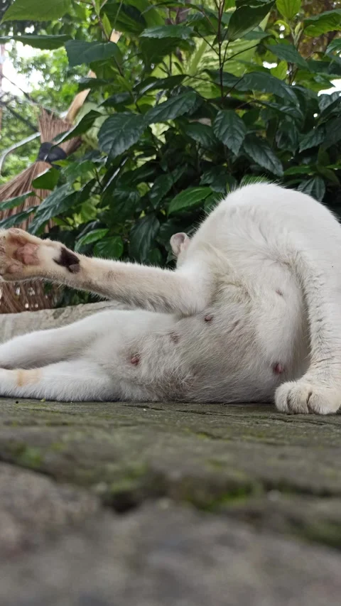 Cute cat Stock Footage 297138557