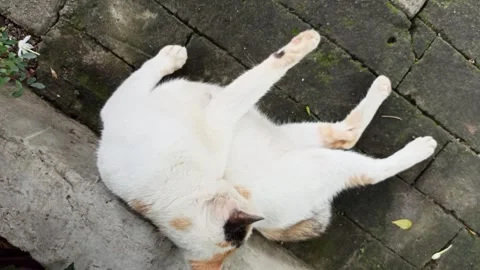 Cute cat Video stock 297138572