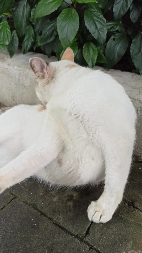 Cute cat Stock Footage 297138574