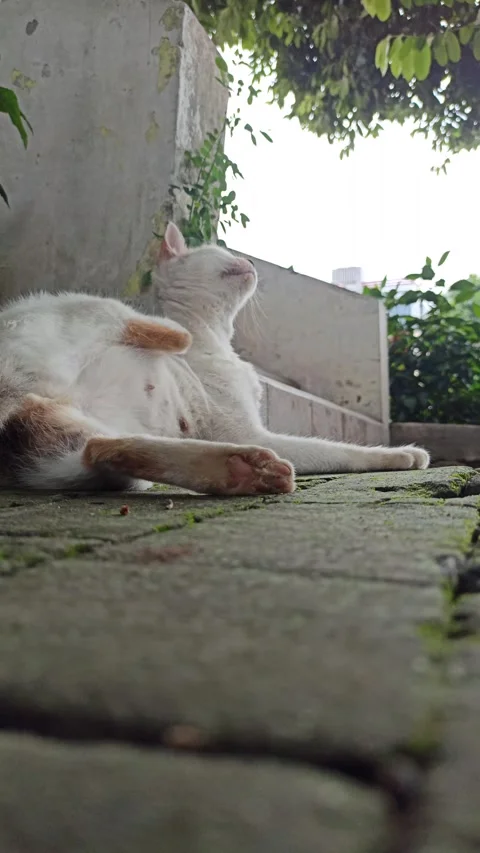 Cute cat Video stock 297138597