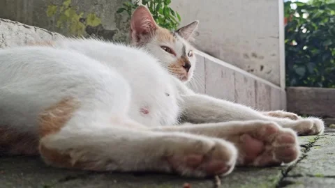 Cute cat Video stock 297138598