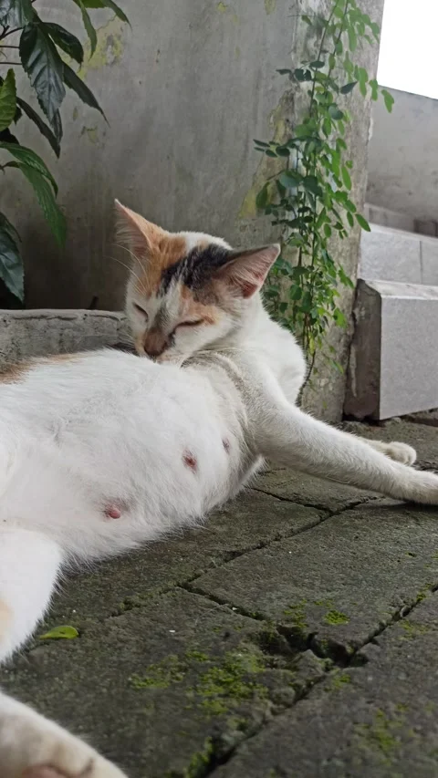 Cute cat Video stock 297138604