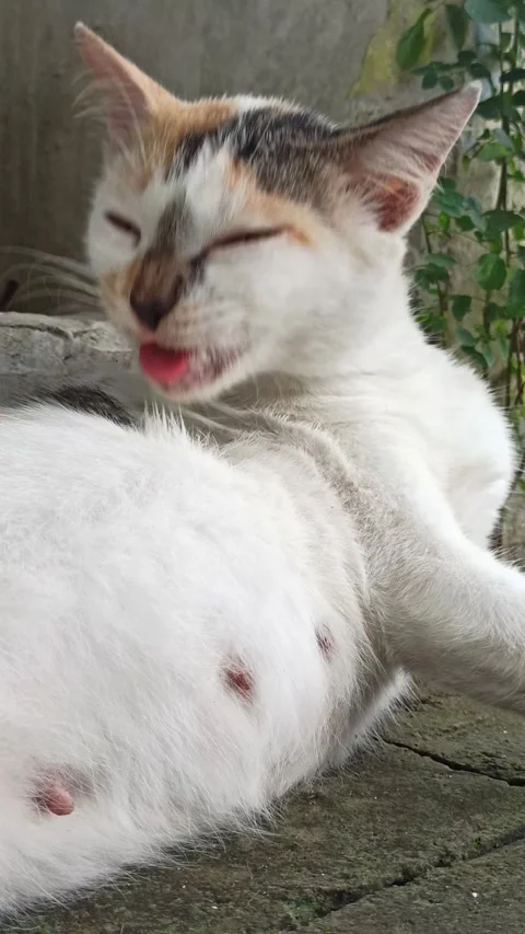 Cute cat Stock Footage 297138613