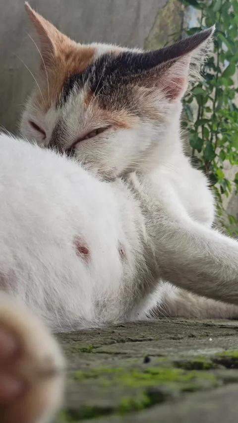 Cute cat Video stock 297138615