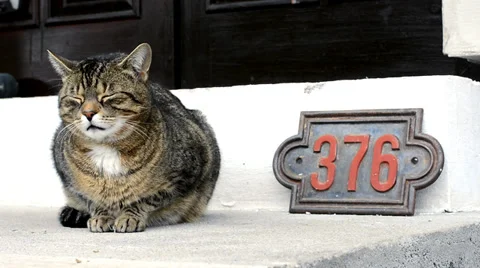 Cute cat in front of the house Stock Footage 37172814