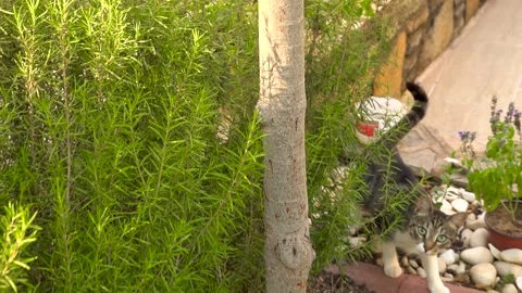 Cute cat in a garden Video stock 201866579