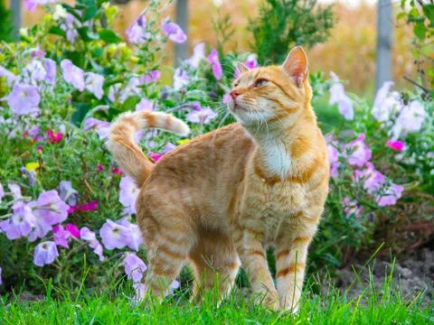 Cute cat in the garden Stock Photos