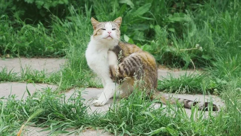 Cute cat gently runs in the grass Stock Footage 107987675