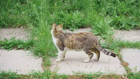 Cute cat gently walks in the grass Stock Footage 107987694