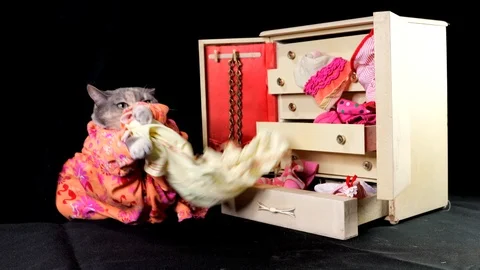 Cute cat going through her clothing in her wardrobe dresser Stock Footage 100479529