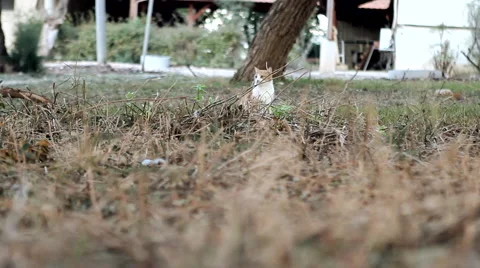 Cute Cat on the Grass Stock Footage 49696173