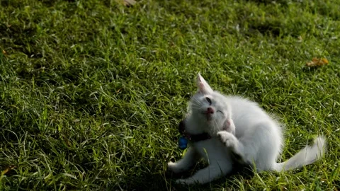 Cute cat on the grass Video stock 236813772