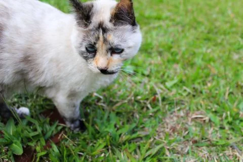 Cute cat in the grass Foto stock