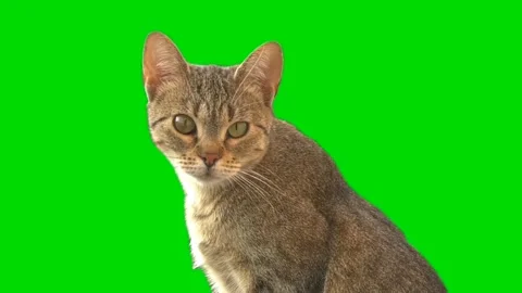 Cute cat green screen video Stock Footage 266547157