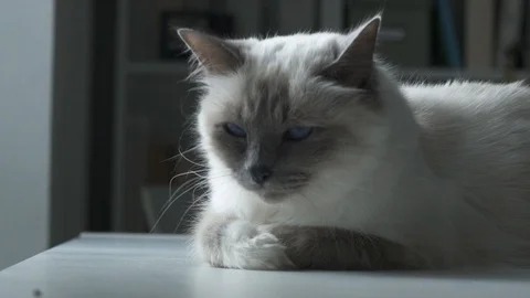 Cute cat grooming and napping Stock Footage 89828830