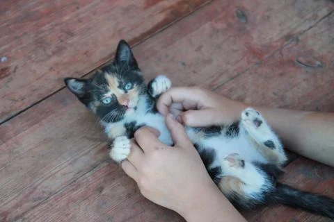 Cute cat in hand Stock Photos