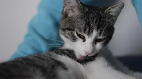 Cute cat having a bath Stock Footage 41142430