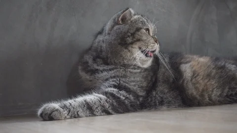 Cute cat heavy breathing or gasp from hot temperature Stock Footage 104707853