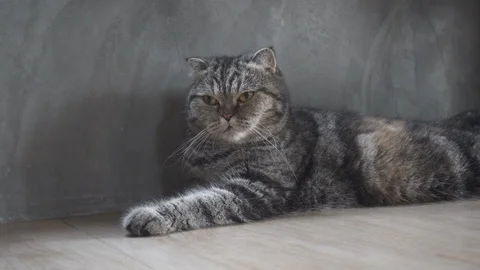 Cute cat heavy breathing or gasp from hot temperature Stock Footage 104709246