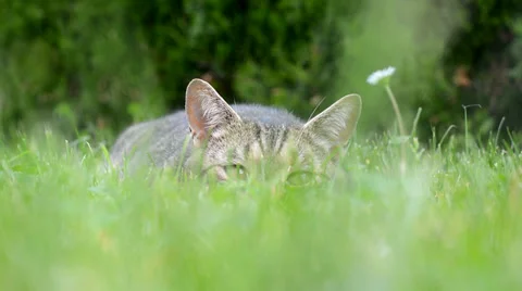 Cute cat hiding in the grass Stock Footage 39785037