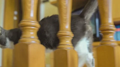 Cute cat in home 3 Stock Footage 157498121