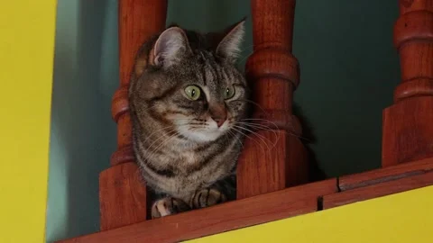 Cute cat in the house 스톡 동영상 265007708