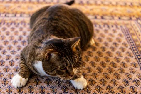 Cute cat in hunting pose on patterned rug Stock Photos