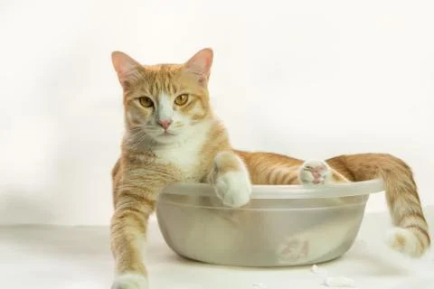 Cute cat image in a white background. Stock Photos