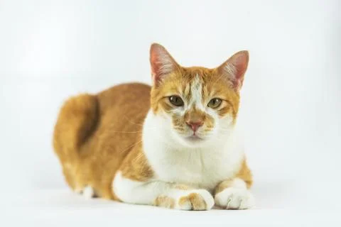 Cute cat image in a white background. Stock Photos