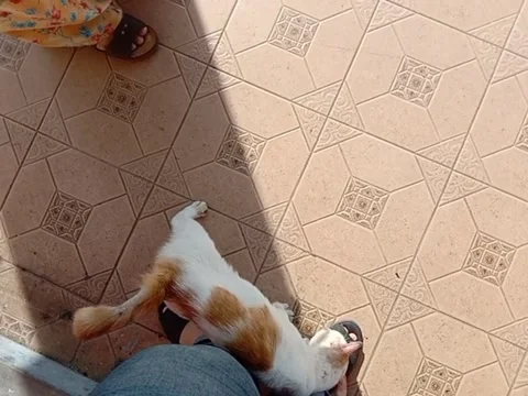 This cute cat keep following me Video stock 237206618