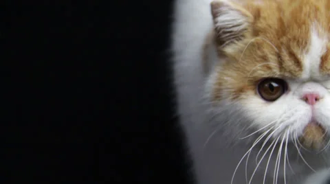 A cute cat kitty is walking and focused by camera Stock Footage 35481471