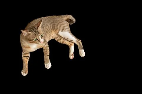 Cute Cat lay down on Black Background Stock Photos