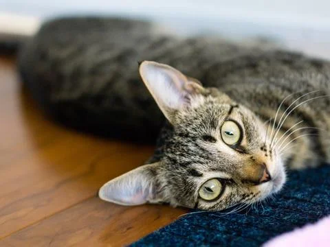 Cute cat with laying on ground Stock Photos