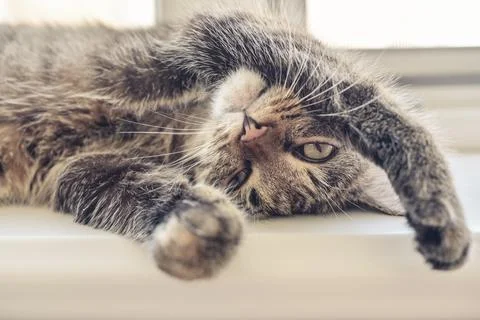 Cute cat laying Stock Photos