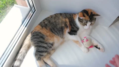 Cute cat lazy playing with a small soft toy on the windowsill Stock Footage 130845054
