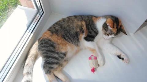 Cute cat lazy playing with a small soft toy on the windowsill Stock Footage 131525264