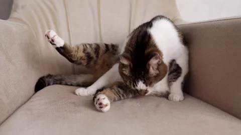 A cute cat lick her paw and wash her body, enjoy and relax on the chair. Stock Footage 236560184