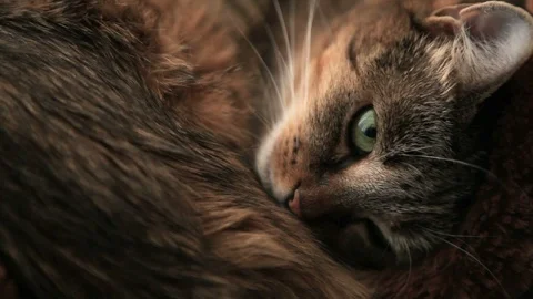 Cute cat licking himself. Stock Footage 91431438
