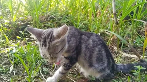 Cute Cat Licking Its Paw Under Natural Light Stock Footage 313811069