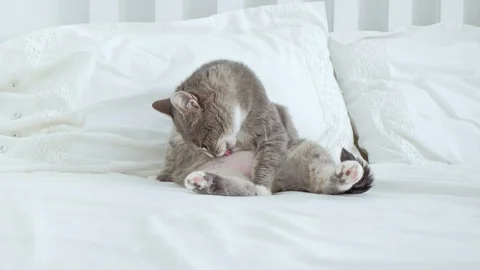 Cute cat licking itself and sitting next to the digital tablet PC. Stock Footage 95322129
