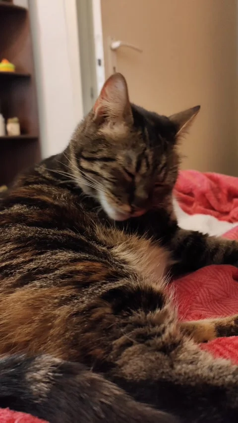Cute cat licks herself Video stock 285730566