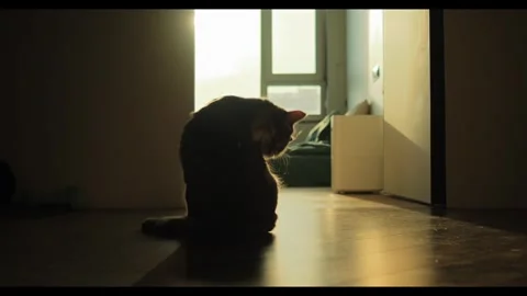 Cute cat licks itself with its tongue. Grey domestic cat washes himself sitting Stock Footage 256792383