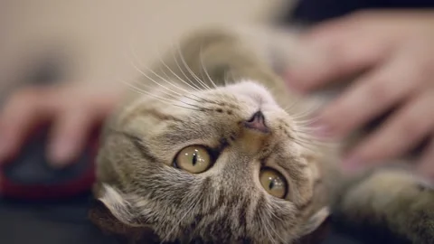 Cute cat lies on the table at its owner. Stock Footage 143471479