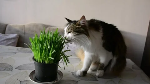 A cute cat with long fur eating cat grass in a pot on a table Stock Footage 247303975