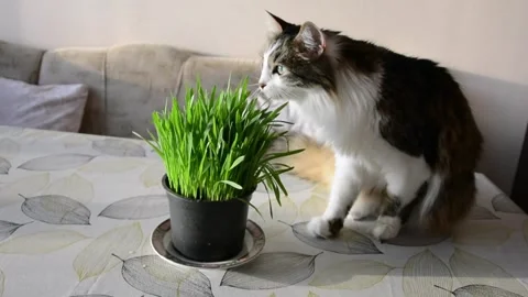 A cute cat with long fur eating cat grass in a pot on a table Stock Footage 247303978