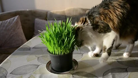 A cute cat with long fur eating cat grass in a pot on a table Stock Footage 247303981