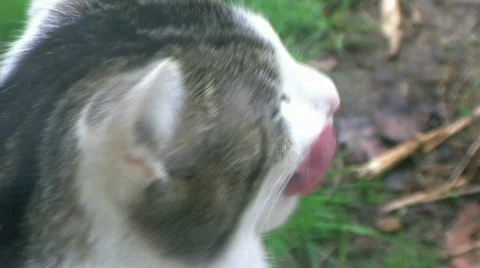 Cute Cat Looking Around #2 - At Rural Ohio Farm 스톡 동영상 728927